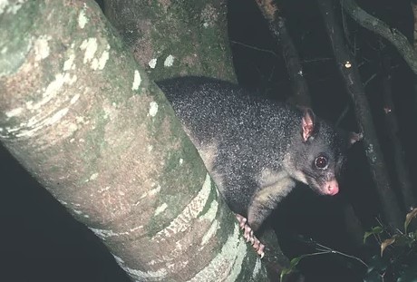 Possum in a tree
