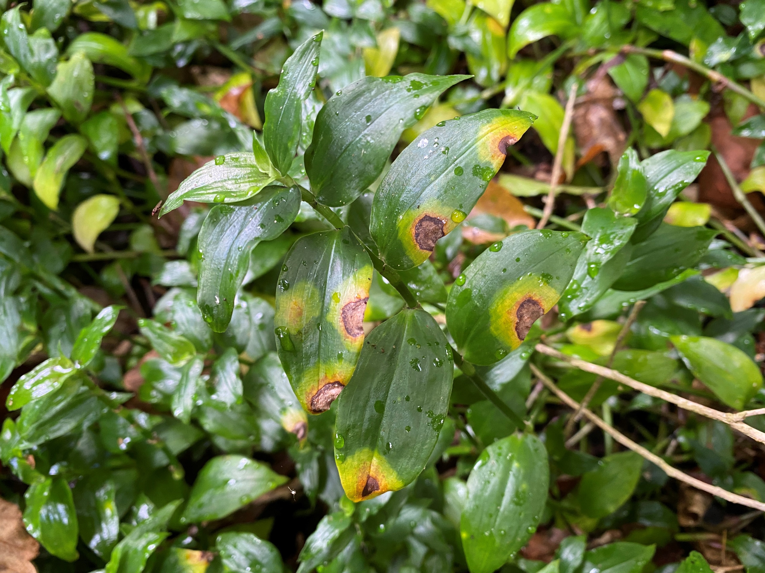 Tradescantia being attacked by a leaf-spot fungus.