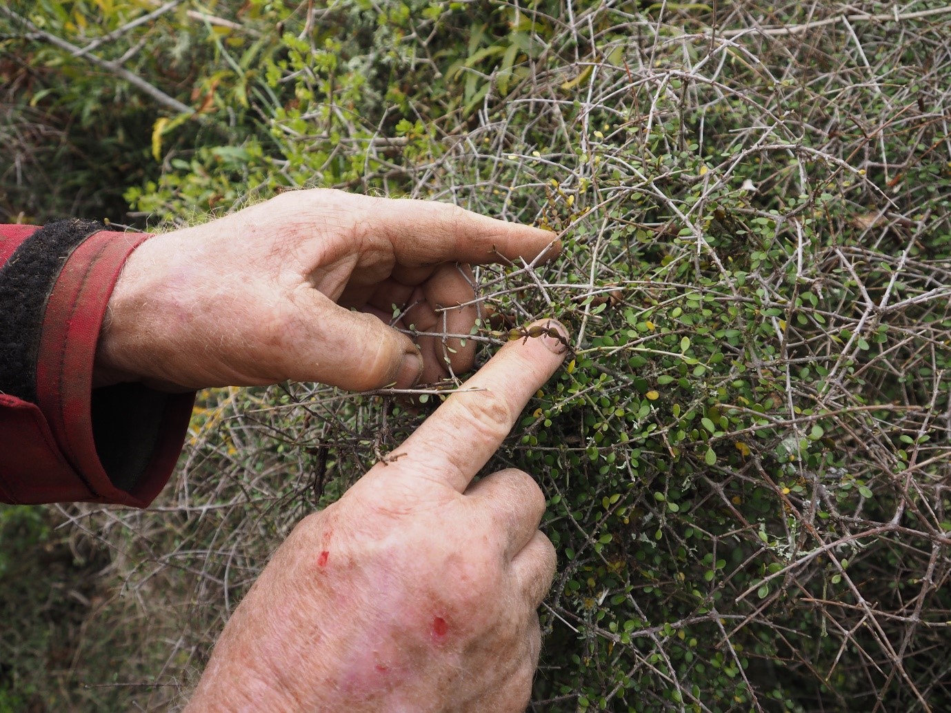 Angus pointing out dwarf mistletoe
