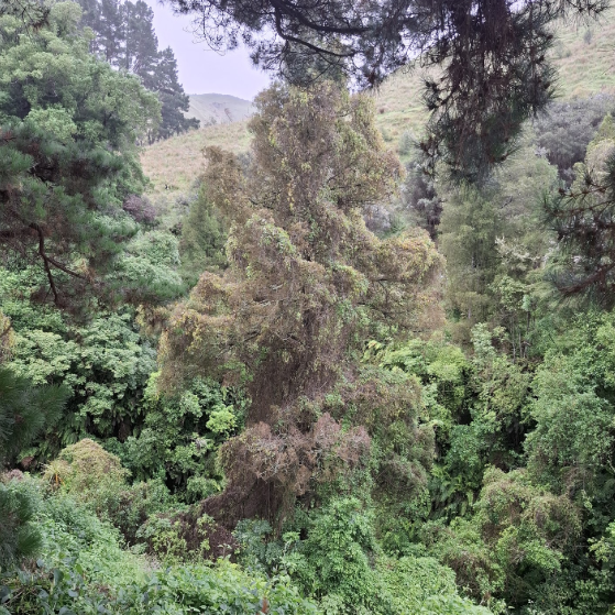 Controlled old man's beard in Wairere Stream Reserve.
