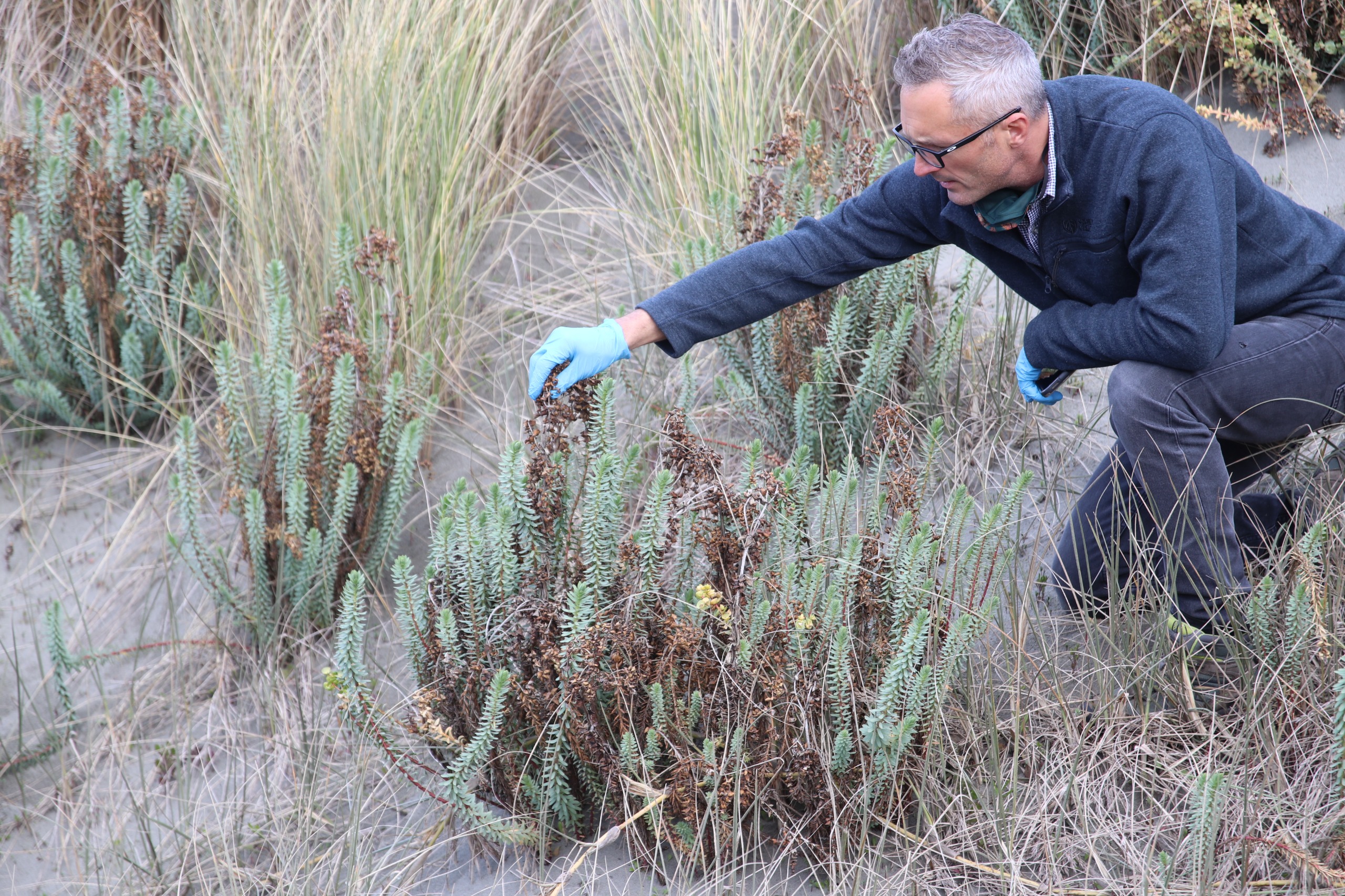 A Horizons employee looking at sea spurge.