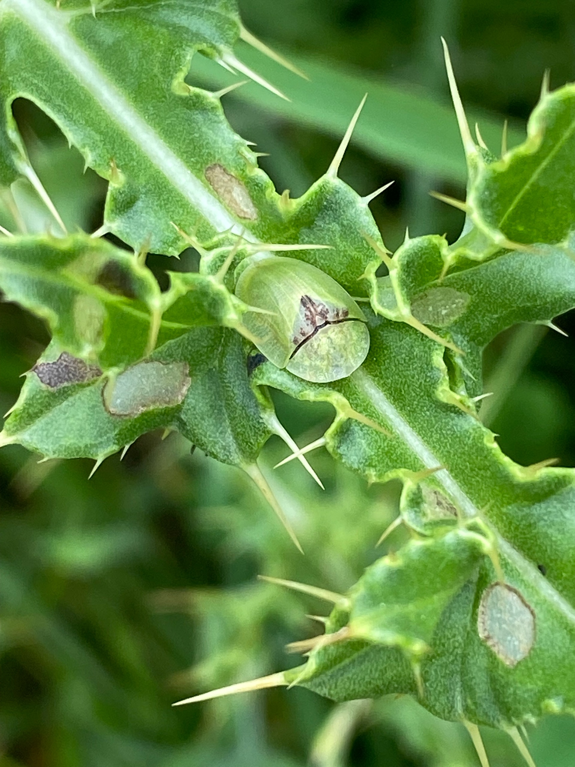 A green thistle beetle on a Californian thistle