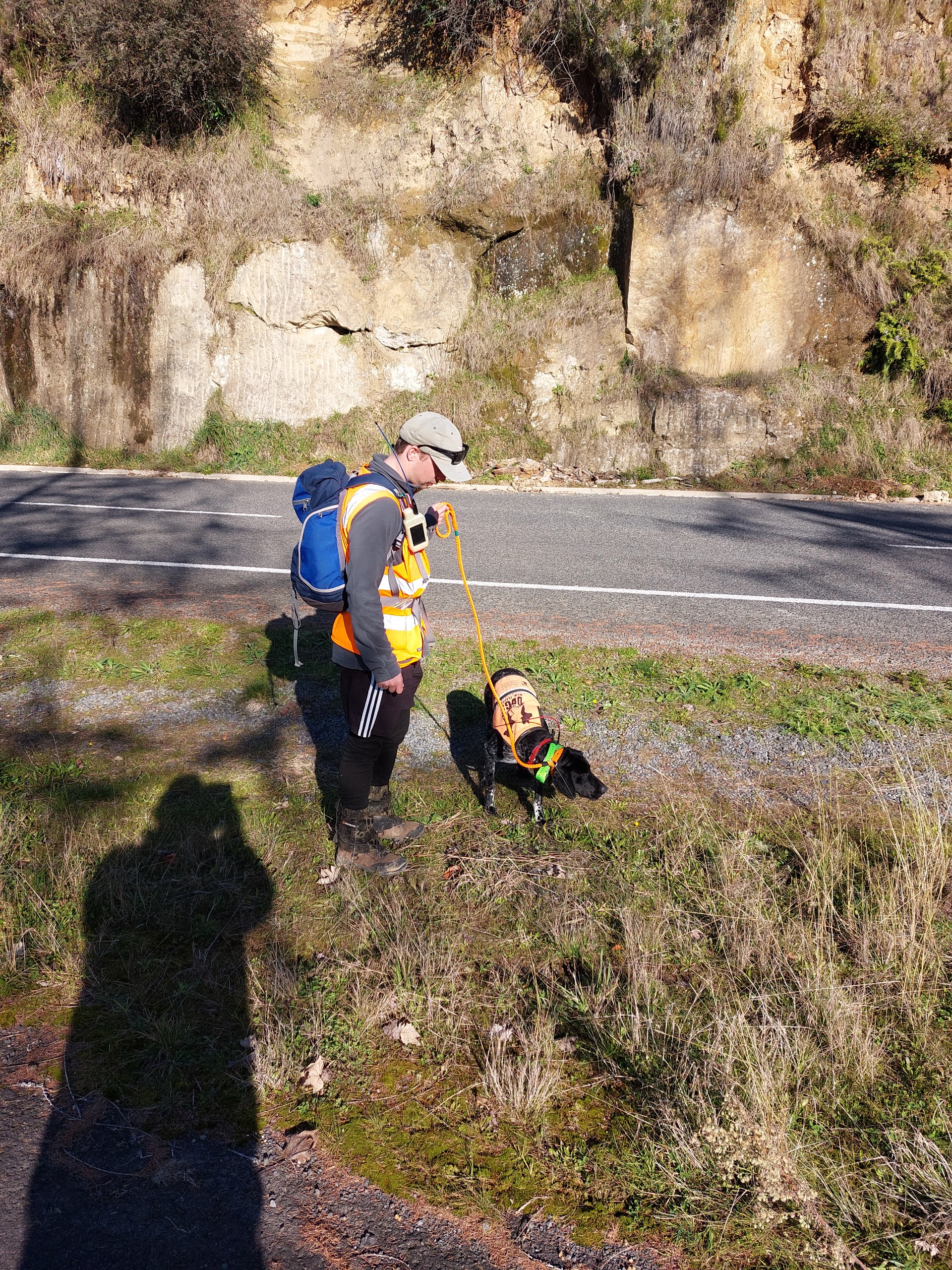 Wallaby search dog at Waimiha.