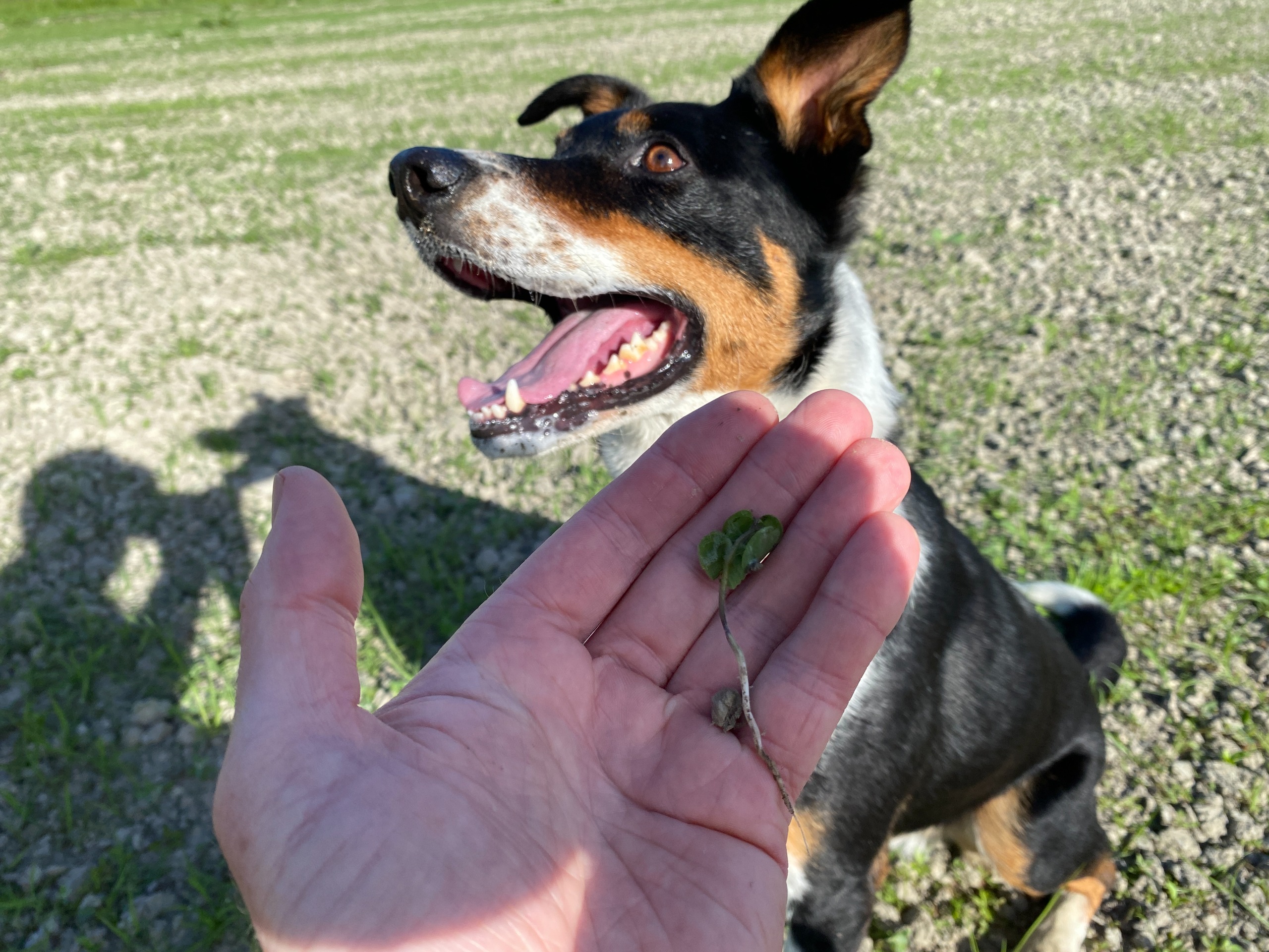 A person holding velvetleaf found by a velvetleaf detector dog, with the dog visible in the background