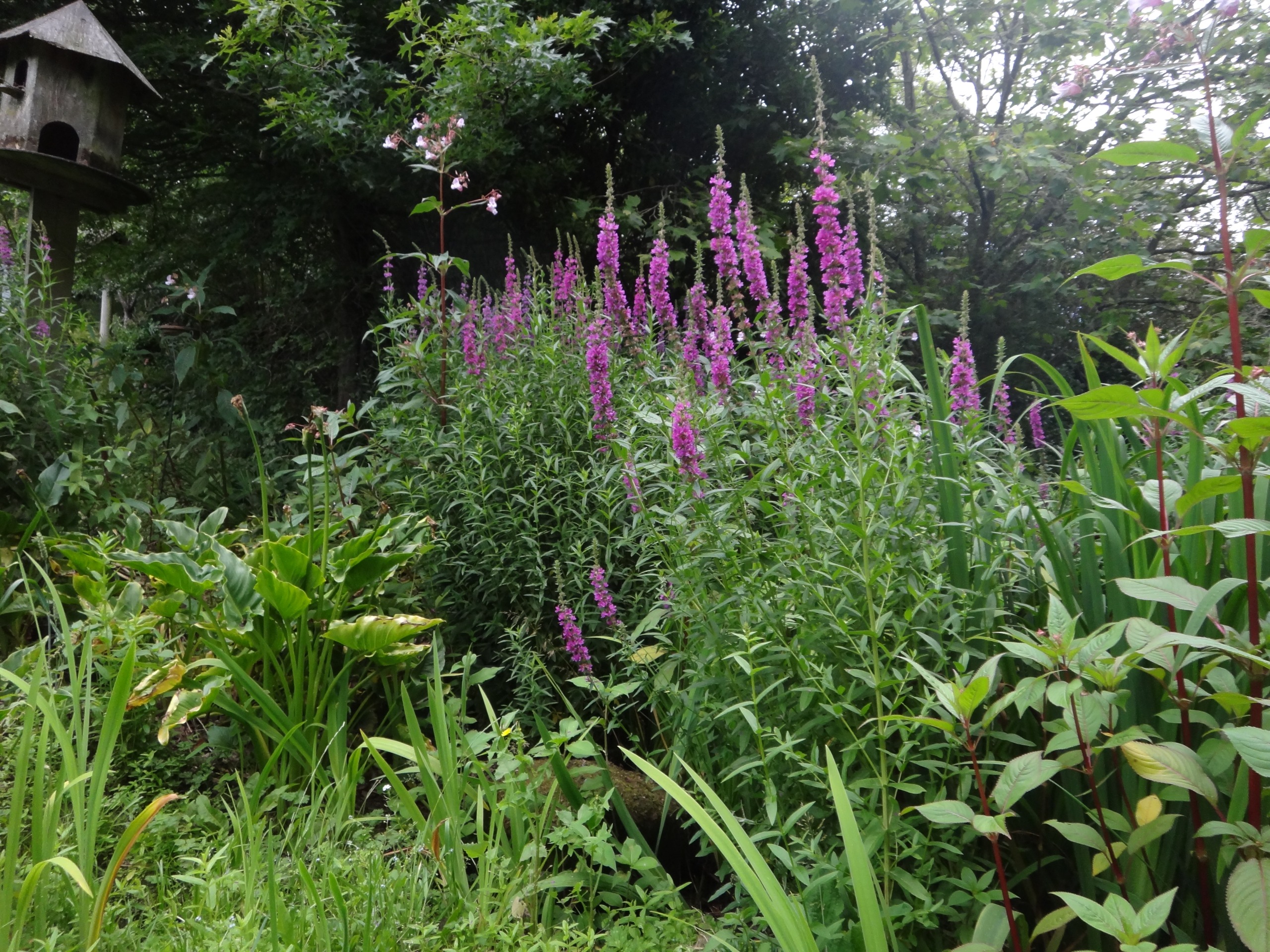 Purple loosestrife