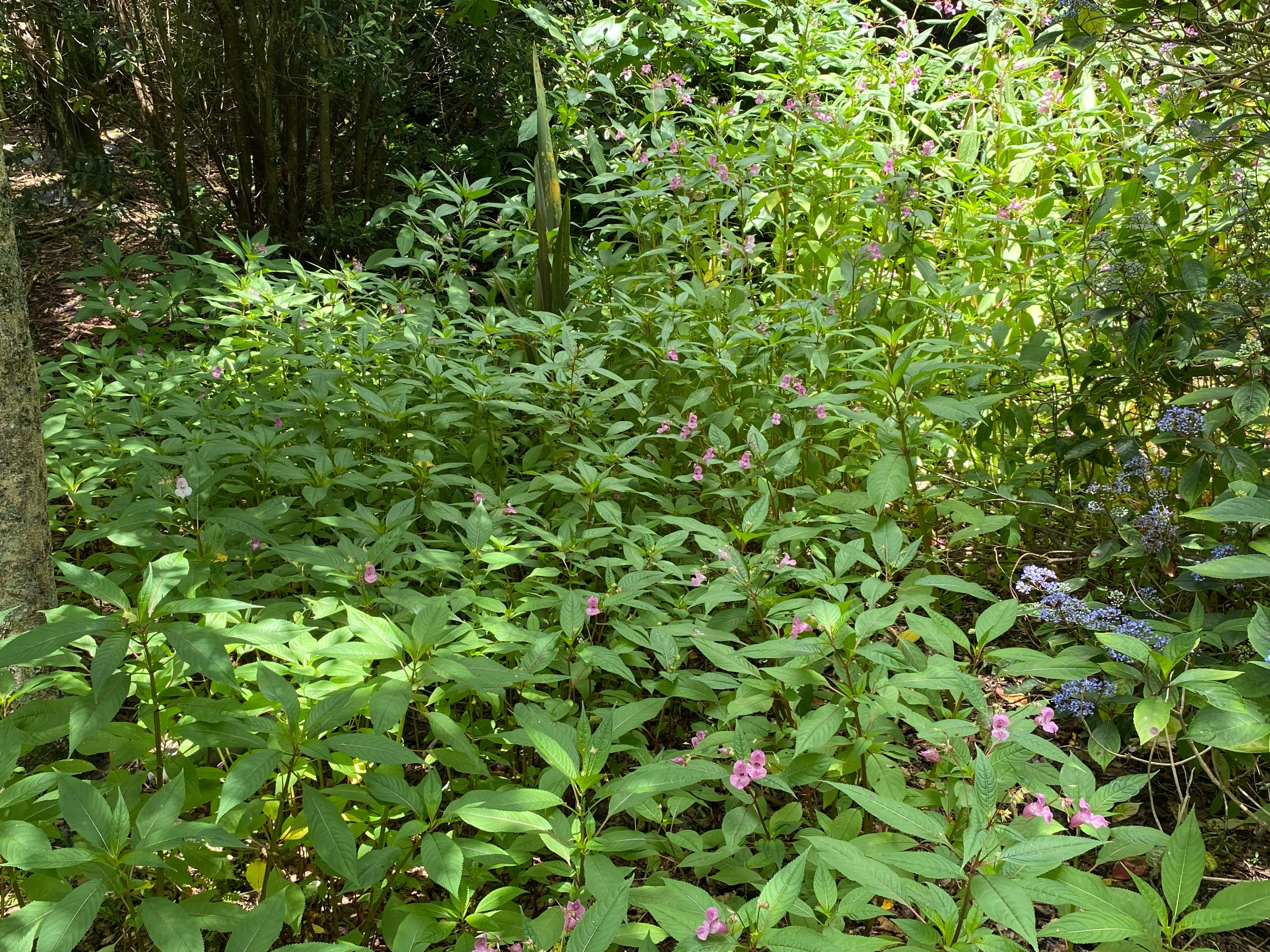 Himalayan balsam